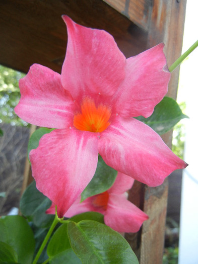 Mandevilla Summer Bell Red (`12, Sep.24)