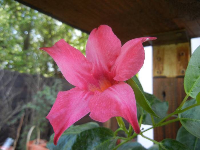 Mandevilla Summer Bell Red (`12, Sep.24)