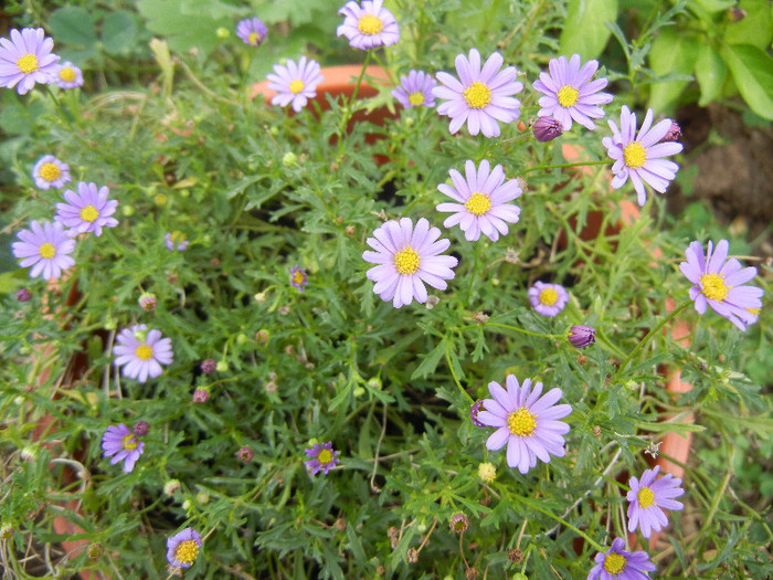 Swan River Daisy (2012, September 16) - DAISY Brachycome