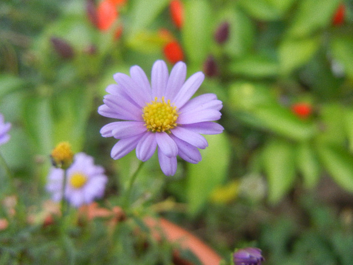 Swan River Daisy (2012, September 16) - DAISY Brachycome