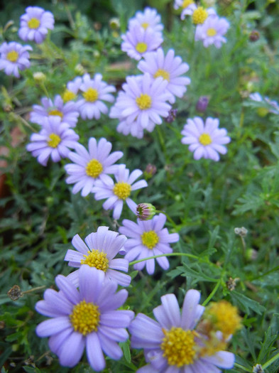 Swan River Daisy (2012, September 25) - DAISY Brachycome