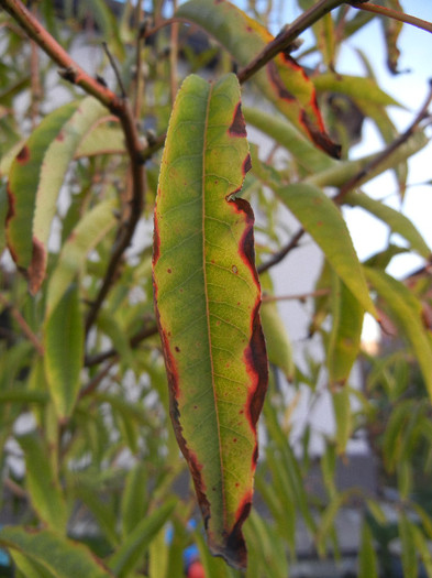 Prunus in Fall Colors (2012, Sep.22)