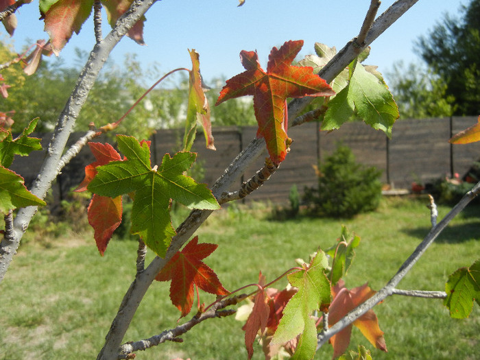 Liquidambar in Autumn (2012, Sep.24)