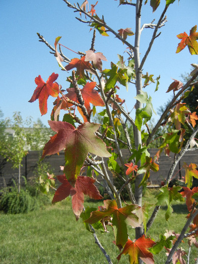 Liquidambar in Autumn (2012, Sep.24) - 09 Garden in September