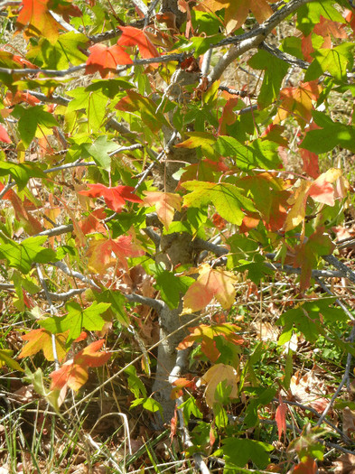 Liquidambar in Autumn (2012, Sep.24) - 09 Garden in September