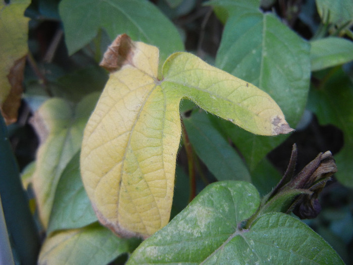 Ipomoea in Fall Colors (2012, Sep.25)