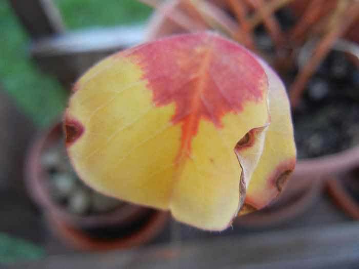 Oxalis in Autumn Colors (2012, Sep.25) - 09 Garden in September