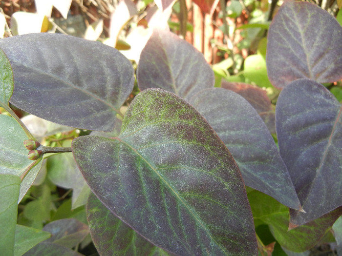 Lilac in Autumn Colors (2012, Sep.25)