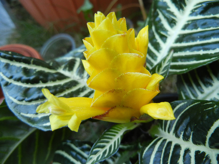 Aphelandra squarrosa (2012, Sep.24) - Aphelandra squarrosa