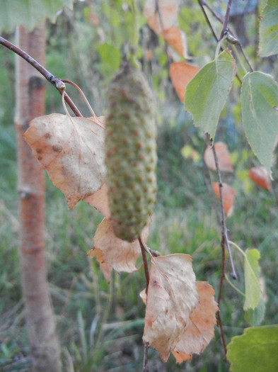 Betula pendula Youngii (2012, Sep.22)