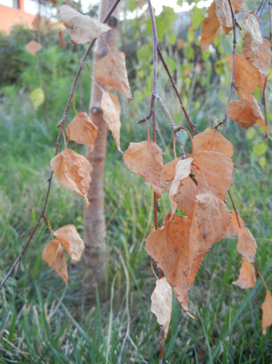Betula pendula Youngii (2012, Sep.22)