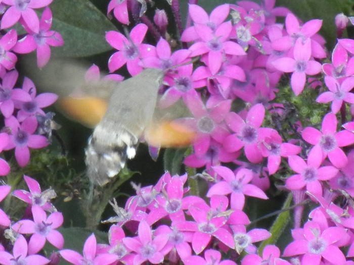 Hummingbird Hawk-Moth (2012, Sep.05); Macroglossum stellatarum.
