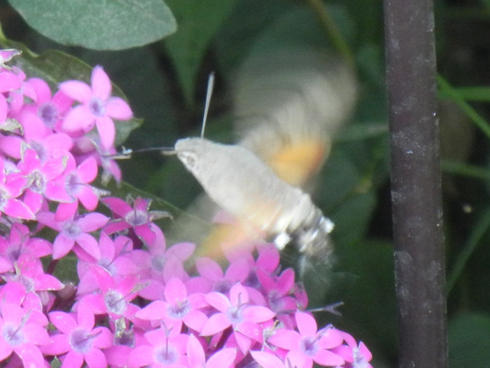 Hummingbird Hawk-Moth (2012, Sep.05) - BUGS_Gandacei