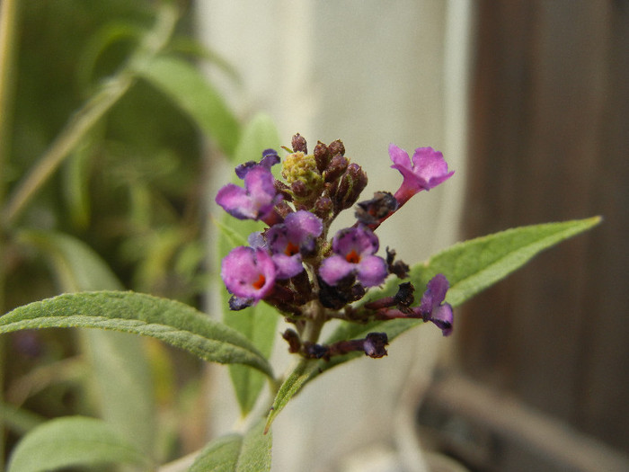 Buddleja Border Beauty (2012, Sep.07)