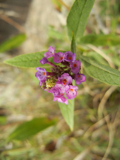 Buddleja Border Beauty (2012, Sep.07) - Buddleja Border Beauty