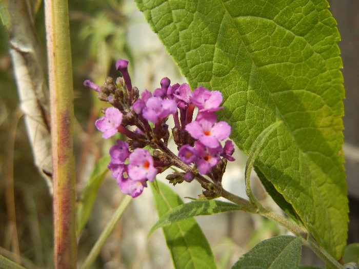 Buddleja Border Beauty (2012, Sep.07) - Buddleja Border Beauty