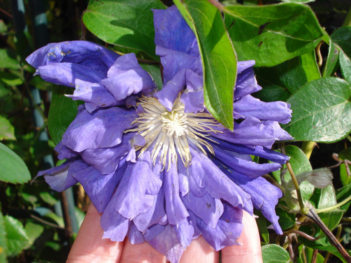 "Kiri Te Kanawa", 27.09.2012 - Clematis 2012