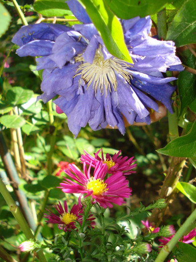 DSC08437 - Clematis 2012