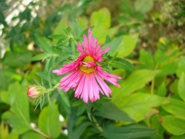 Aster novae-angliae "Alma Potscheke"