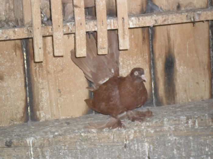 SAM_3032 - roller matca 2012