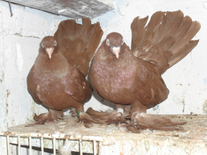 SAM_3112 - roller matca 2012