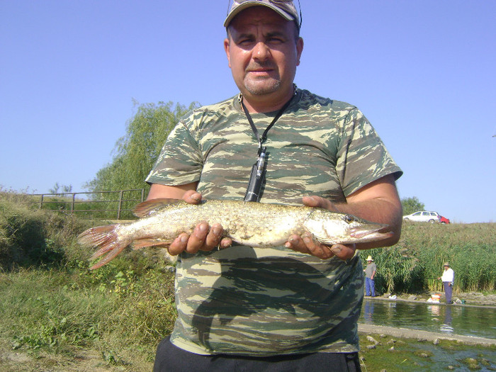 stiuca 51 cm si 1 kg (sect 2012 )gurbanesti - la pescuit 2012