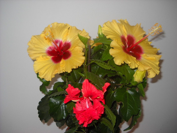 27 Sept >printesele mele