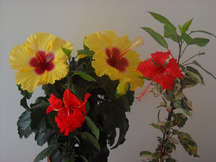 27 Sept.>Un grup minunat !! - HIBISCUS - 2012