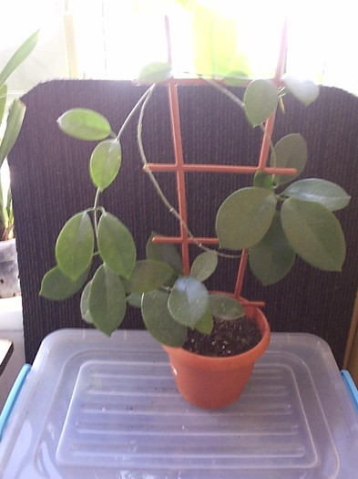 27.09.2012 - Hoya australis