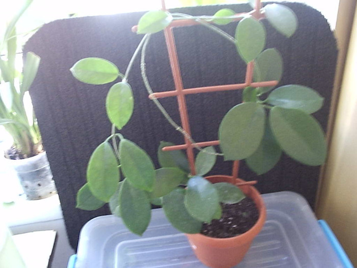 27.09.2012 - Hoya australis