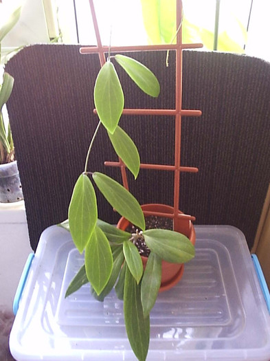 27.09.2012 - Hoya benguetensis