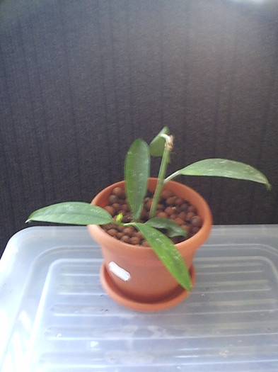 27.09.2012 - Hoya multiflora spottedleaf