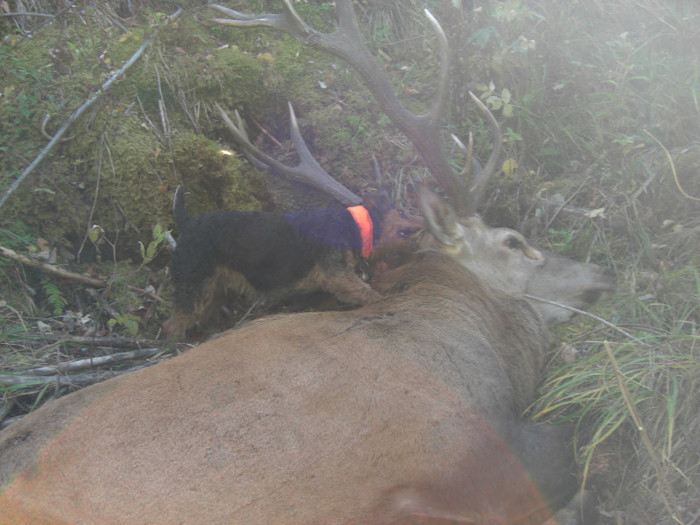 Radar, Balani utankereses - Radar