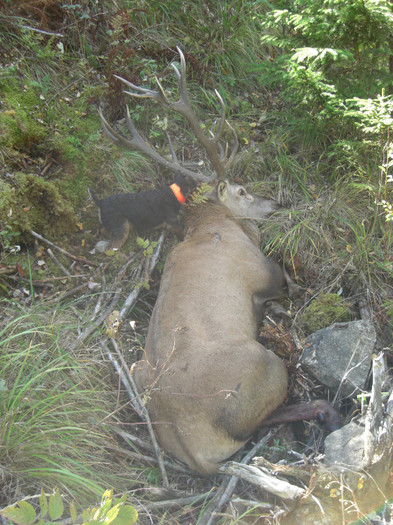 Radar, Balani utankereses - Radar