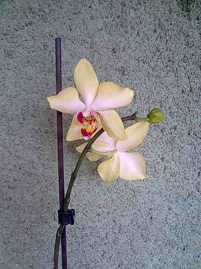 reinflorita - phalaenopsis