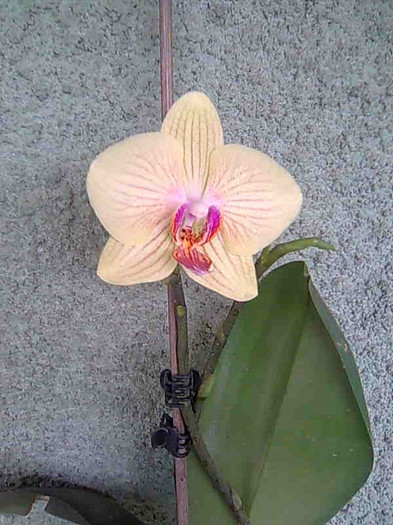 reinflorita - phalaenopsis