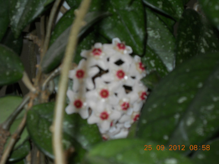 22.09.2012 008 - HOYA CARNOSA