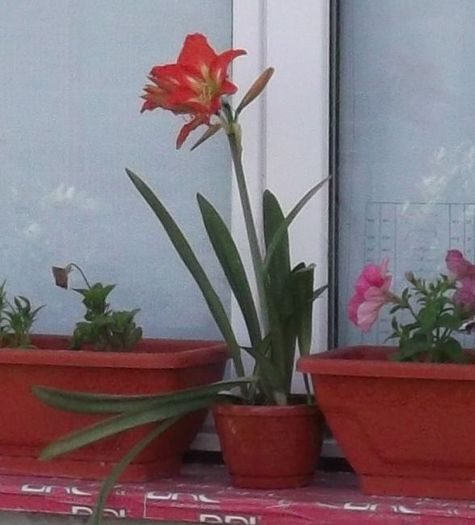 Planta mama - AMARYLLIS SCHIMB