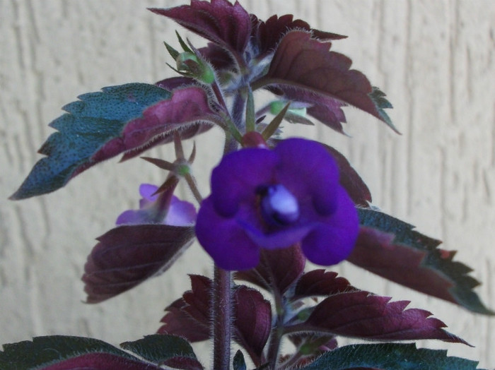 Violacea Semi Plena - Achimenes  2012