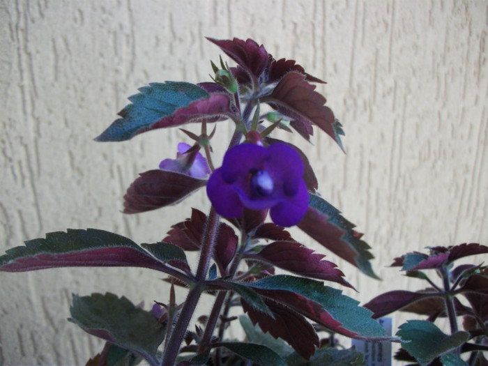 Violacea Semi Plena - Achimenes  2012