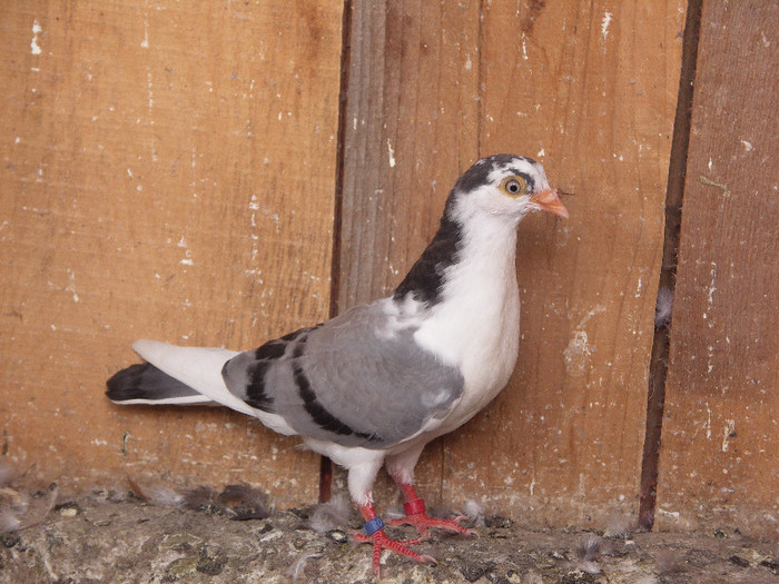femela - pui 2012