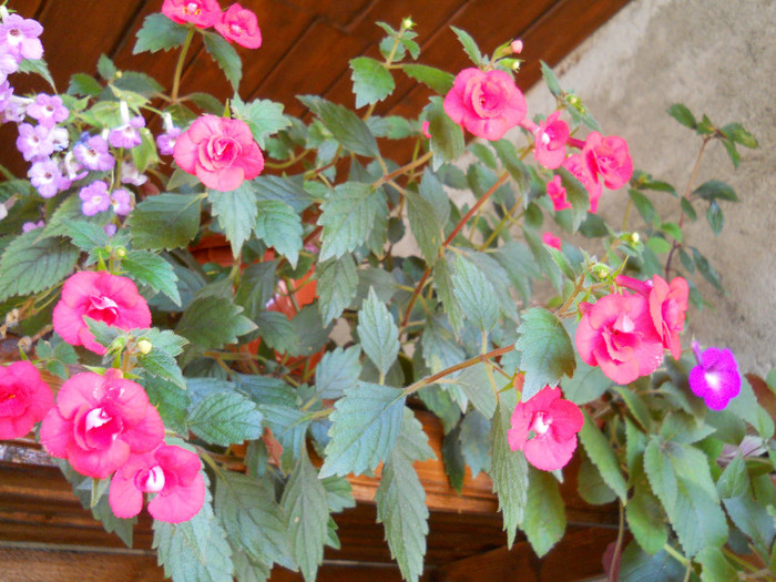 DSCN2555 - ACHIMENES 2012