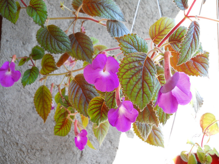 DSCN2556 - ACHIMENES 2012