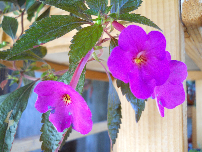 DSCN2563 - ACHIMENES 2012