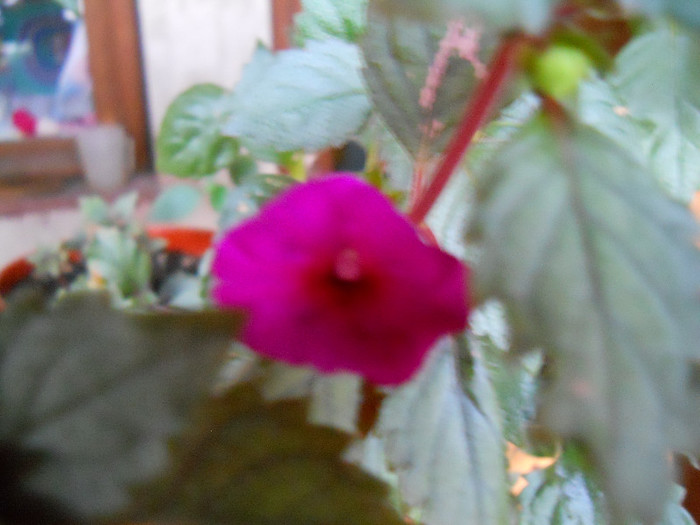 ?,  un vis mic, purpuriu intunecat!!! - ACHIMENES 2012