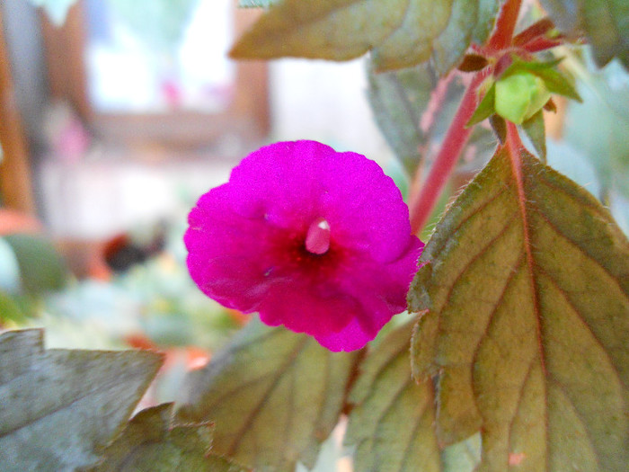 ..culoare nemaiintalnita la achi. - ACHIMENES 2012