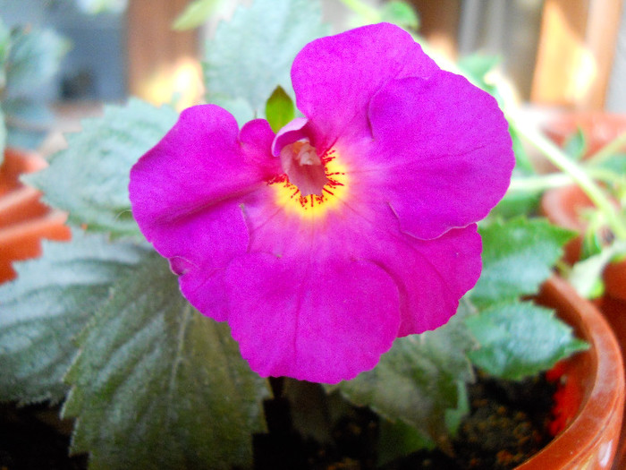 rhino - ACHIMENES 2012