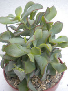 crassula arborescens - Plante dorite