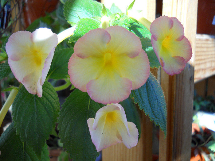 DSCN2564 - ACHIMENES 2012