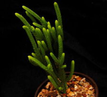 Crassula lycopodioides - Plante dorite